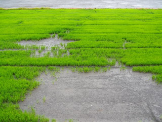 Fresh green rice in the field in the concept of agriculture, food