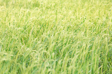 Fototapeta premium An organic asian golden rice farm during the sun set in the countryside of Thailand.