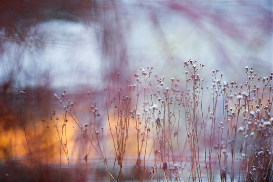 Dried plants covered with snow and ice against window lights. Selective focus and shallow depth of field.