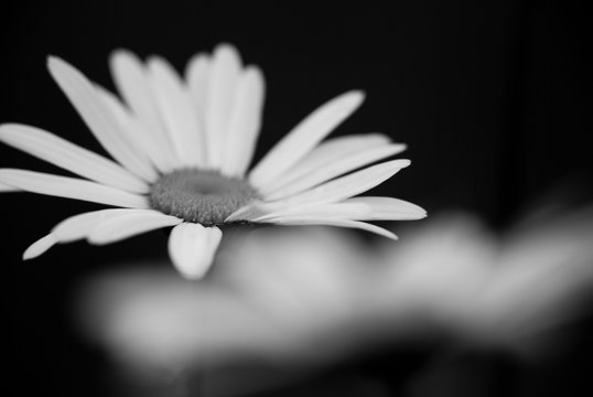 Margarite photographed black and white, monochrome background / Margarite schwarz wei&szlig; fotografiert, einfarbiger Hintergrund