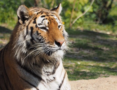 Sibirischer Tiger