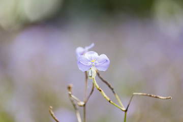 Close up of Murdannia giganteum, Thai violet flower.