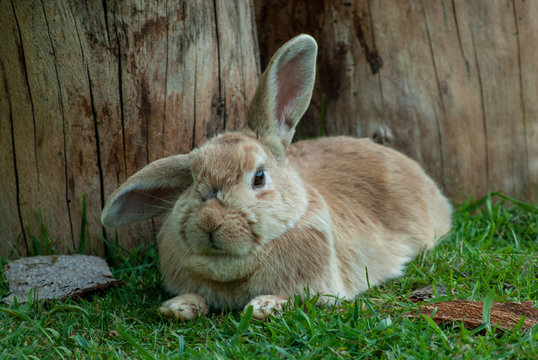 Kanninchen Hase