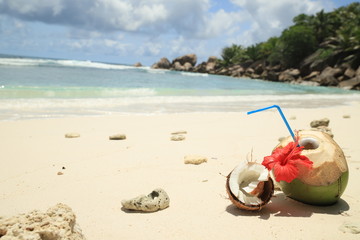 coconut at anse cocos la digue, Seychelles 