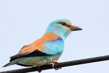   European roller on a branch
