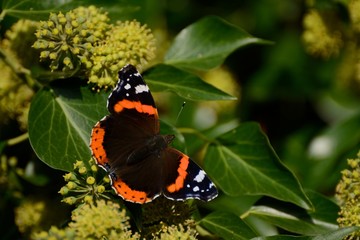 Brilliant red admiral butterfly, vanessa atalanta, on ivy ( Hedera hibernica) flowers
