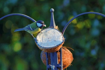 Great-tit, parus major, feeding at a coconut half on a bird feeder,