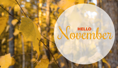 Hello November. Autumn concept. Composition in forest. Yellow leaves tree landscape © axivan.com