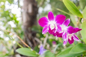 Close up of beautiful orchids flower and green leaves background in the garden..