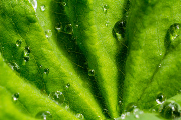 Leaf common lady's mantle with dew drops