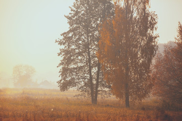 Fototapeta na wymiar Autumn rural landscape. Trees on the field. Misty morning in the countryside