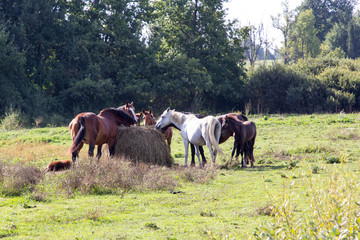 Fototapeta na wymiar The horses at the haystack