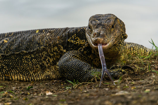 Monitor Lizard Images – Browse 2,034,562 Stock Photos, Vectors, and Video |  Adobe Stock