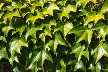 Wall from ivy leaves