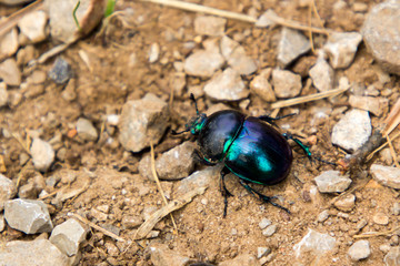 Scarab beetle on stony ground