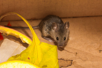 House mouse (Mus musculus) among the garbage