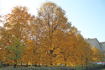tree in autumn