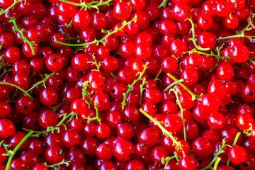 Colorful background of red currant berries