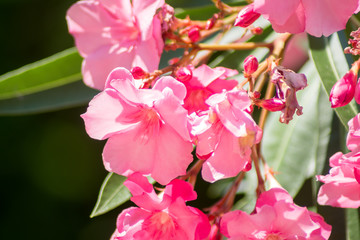 Bright pink oleander (nerium)