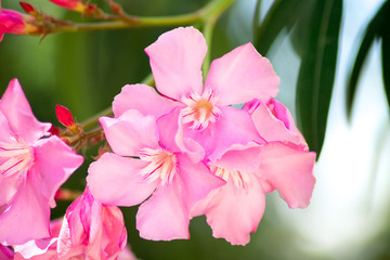 Bright pink oleander (nerium)