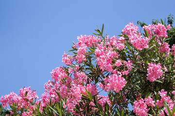 Bright pink oleander (nerium)
