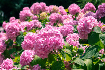 Bright pink hydrangeas
