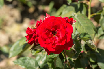 Bright red roses