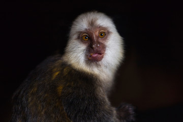 Portrait of adult female white-headed marmoset (Callithrix geoffroyi)