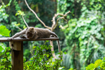 An adorable macaque monkey having a good time on a bench, while posing for the camera in the sacred monkey forest in Ubud, Bali. The scientific name of the apes are Macaca fascicularis.