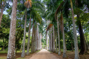 Avenue of Royal Palm Trees at Jardim Botanico Botanical Garden - Rio de Janeiro, Brazil