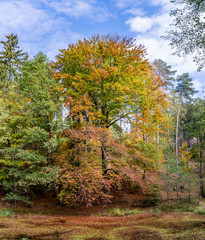 Fototapeta premium Baum im Herbst