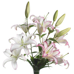 Fototapeta na wymiar Branch delicate flower liliii isolated on white background.