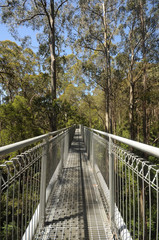  Great Otway National Park. Otway fly tree top walk.