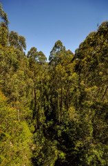  Great Otway National Park. Otway fly tree top walk.