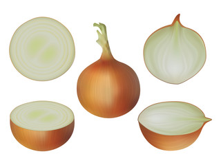 set of onions in different angles, whole, cut, part. isolated image. realistic style. vector illustration.