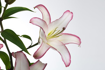 Delicate lily flower isolated on white background.