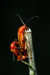 The secret life of beetles
 