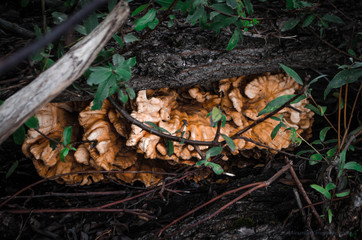 mushrooms in forest