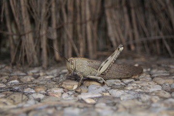 Saltamontes de campo