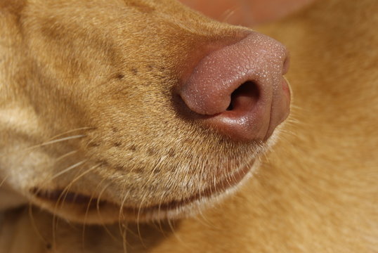Nariz podenco con detalle