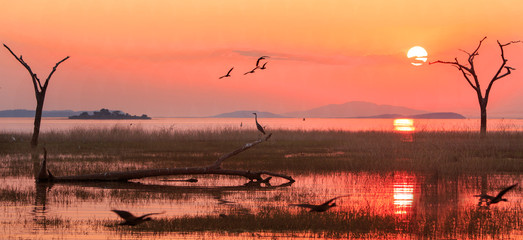 Panorama of a sunset over Lake Kariba with a silhouette of a Grey Heron and Egyptian Geese in flight.  Matusadona NationalPark, Zimbabwe - obrazy, fototapety, plakaty