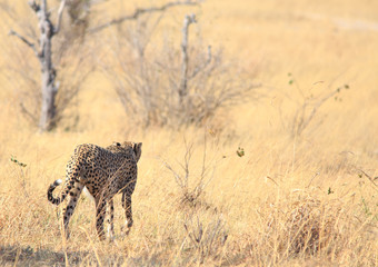 Lone Male Cheetah (Acinonyx jubatus, ) walking wawy from camera onto the open savannah near Shumba in Hwange Natioanl Park, Zimbabwe