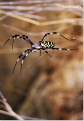 Araña