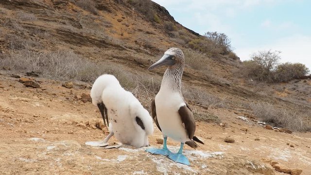 Blue-footed boobies (Sula nebouxii), juvenile and adult, Punta Pitt, San Cristobal or Chatham Island, Galapagos, Ecuador