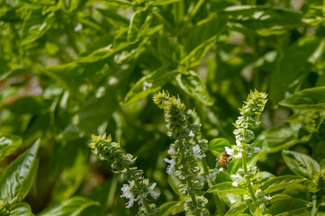 蜜を集めに来たミツバチ