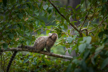 Common marmoset monkey - Rio de Janeiro, Brazil