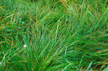 Close up of fresh thick grass with water drops in the early morning in autumn
