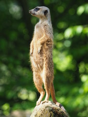 Erdmännchen