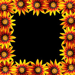 Beautiful floral background from orange gazania
 