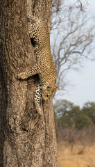 Naklejka na ściany i meble Lone leopard climbing fast down a high tree trunk in nature during daytime